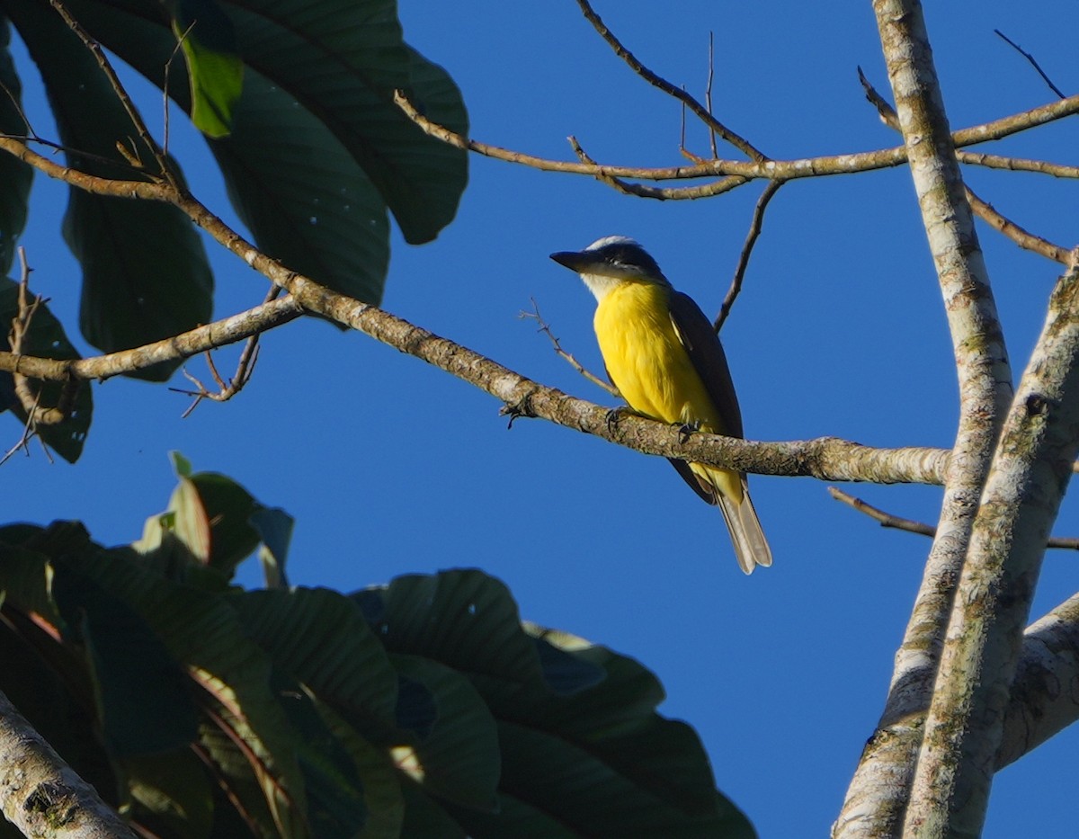 Boat-billed Flycatcher - ML644729138