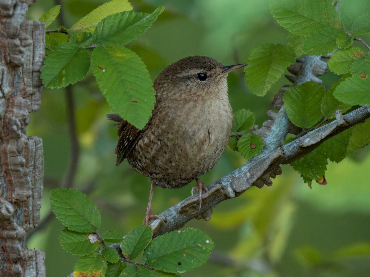 フユミソサザイ - ML644729145