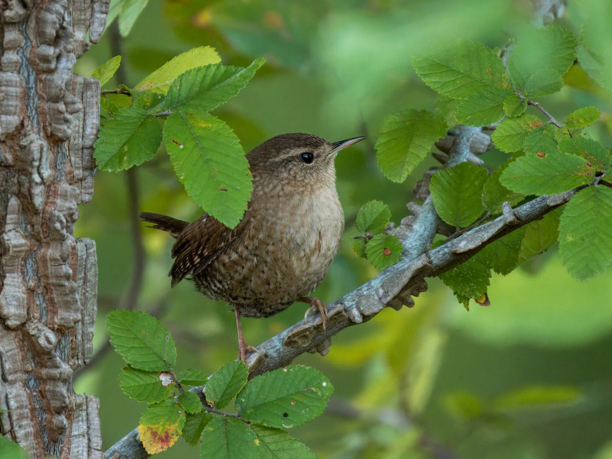 フユミソサザイ - ML644729147