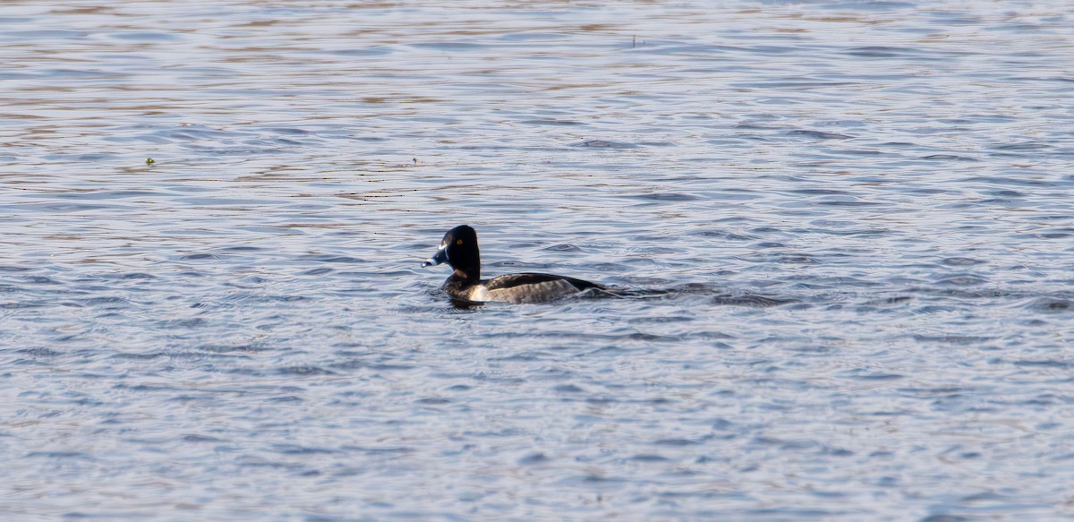 bergand - ML644729149