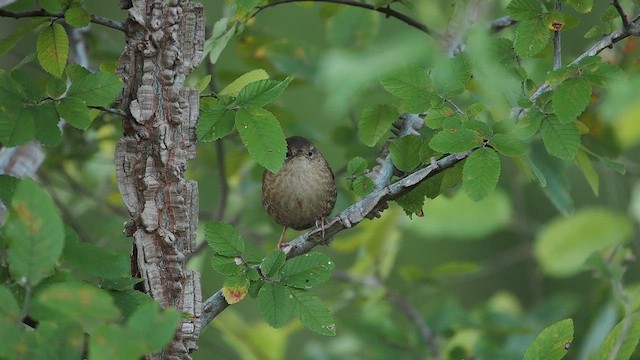 フユミソサザイ - ML644729150