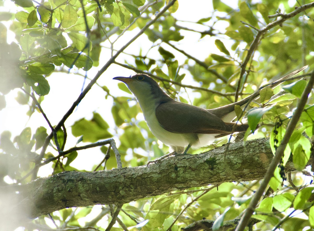 Yellow-billed Cuckoo - ML644729158