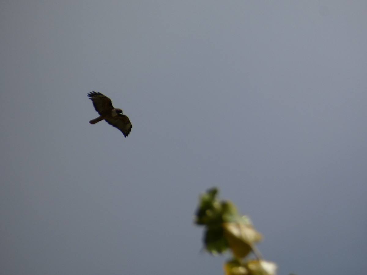 Red-tailed Hawk (calurus/alascensis) - ML644729162