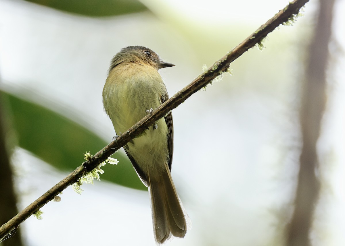 チャムネハエトリ - ML644729166