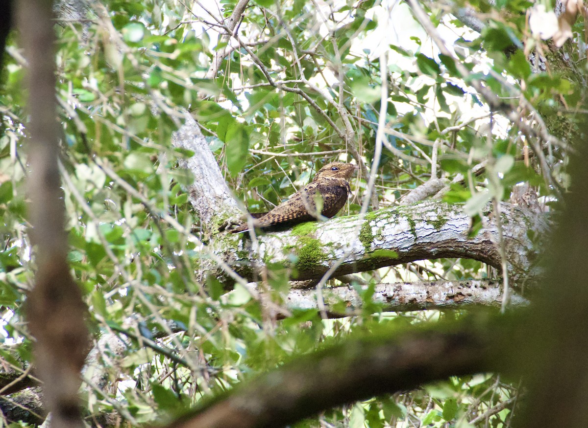 Carolinanachtschwalbe - ML644729170