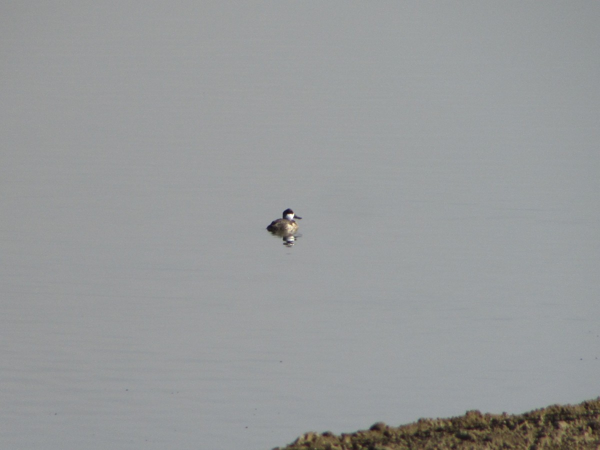 Schwarzkopf-Ruderente - ML644729172