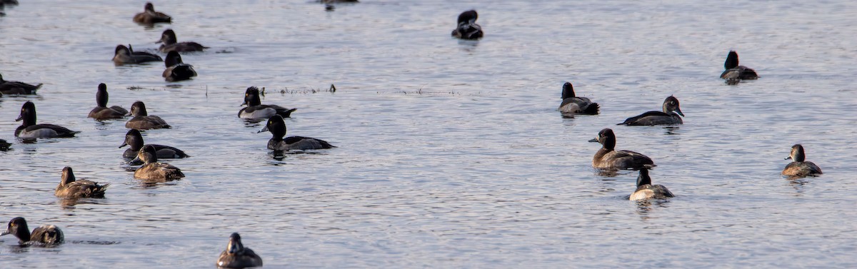 bergand - ML644729174