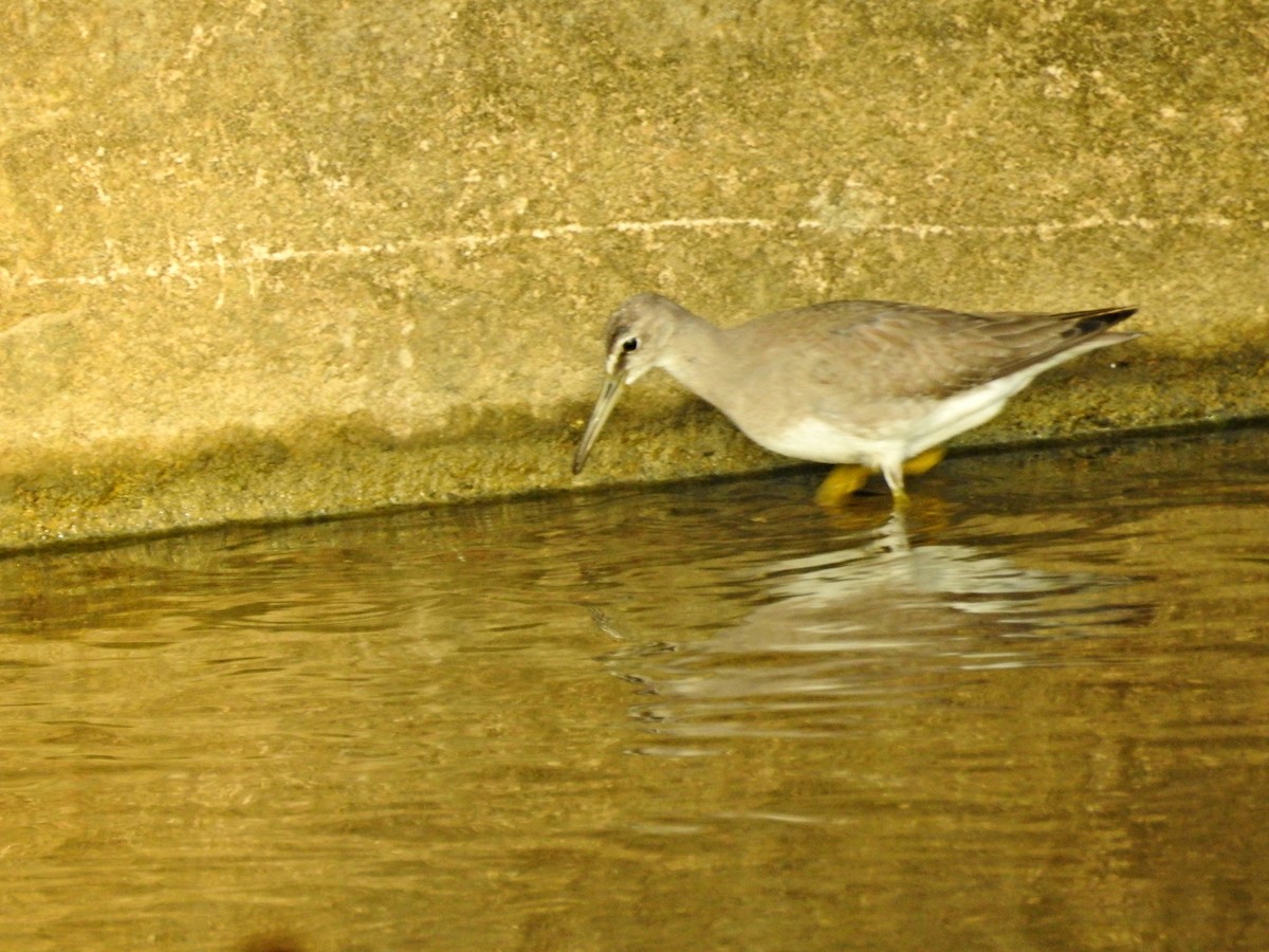 Коловодник попелястий - ML644729175