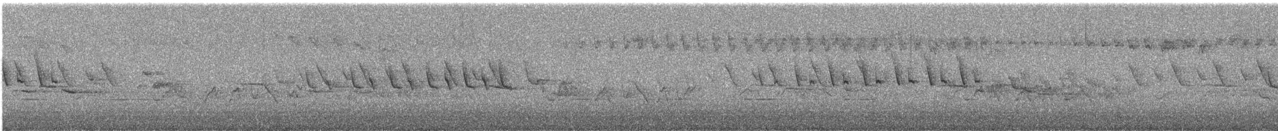 taiwanskvett - ML644729181