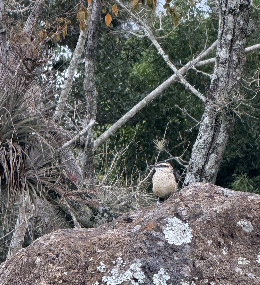 Veracruz Wren - ML644729182