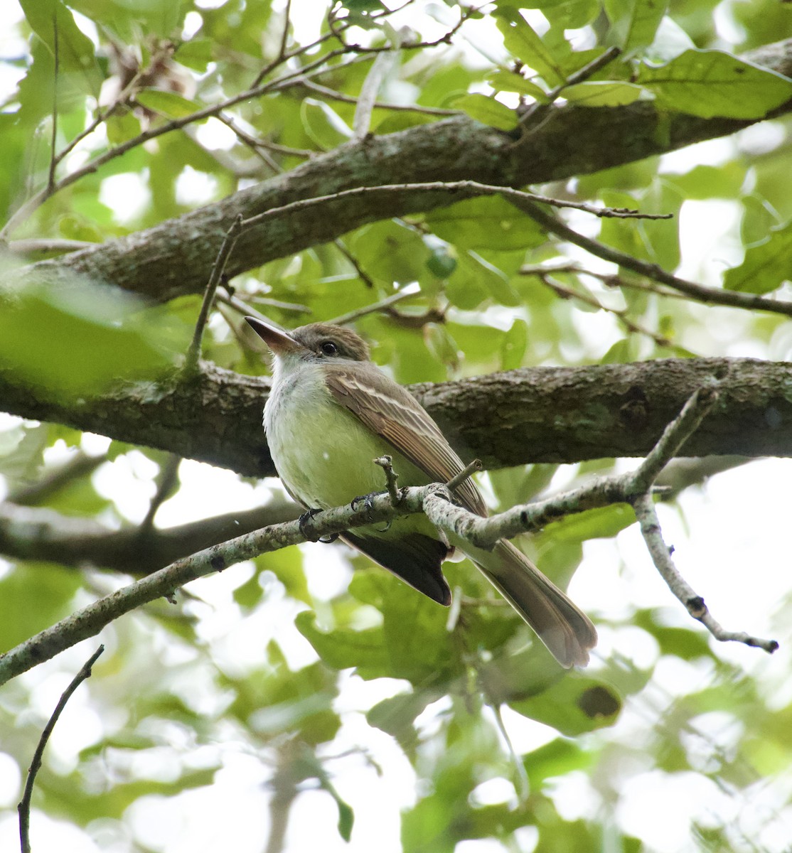 Gelbbauch-Schopftyrann - ML644729184