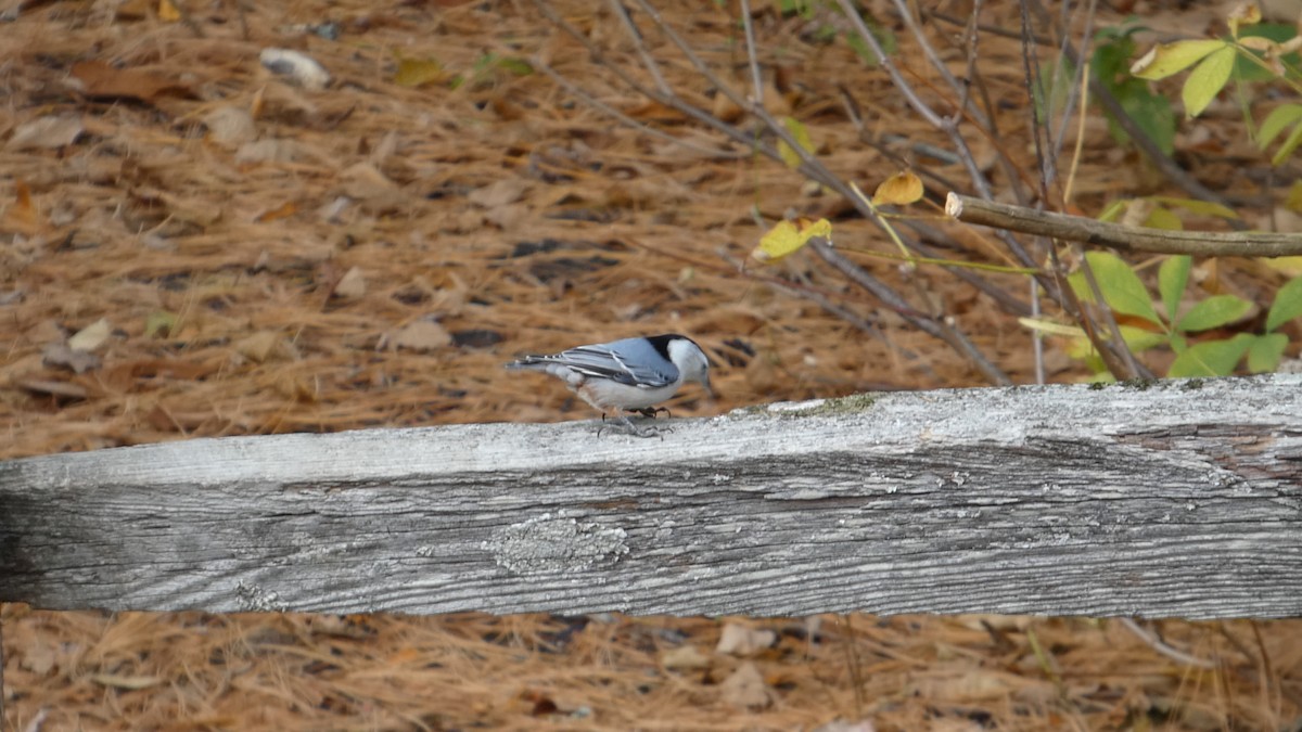 Sittelle à poitrine blanche - ML644729192