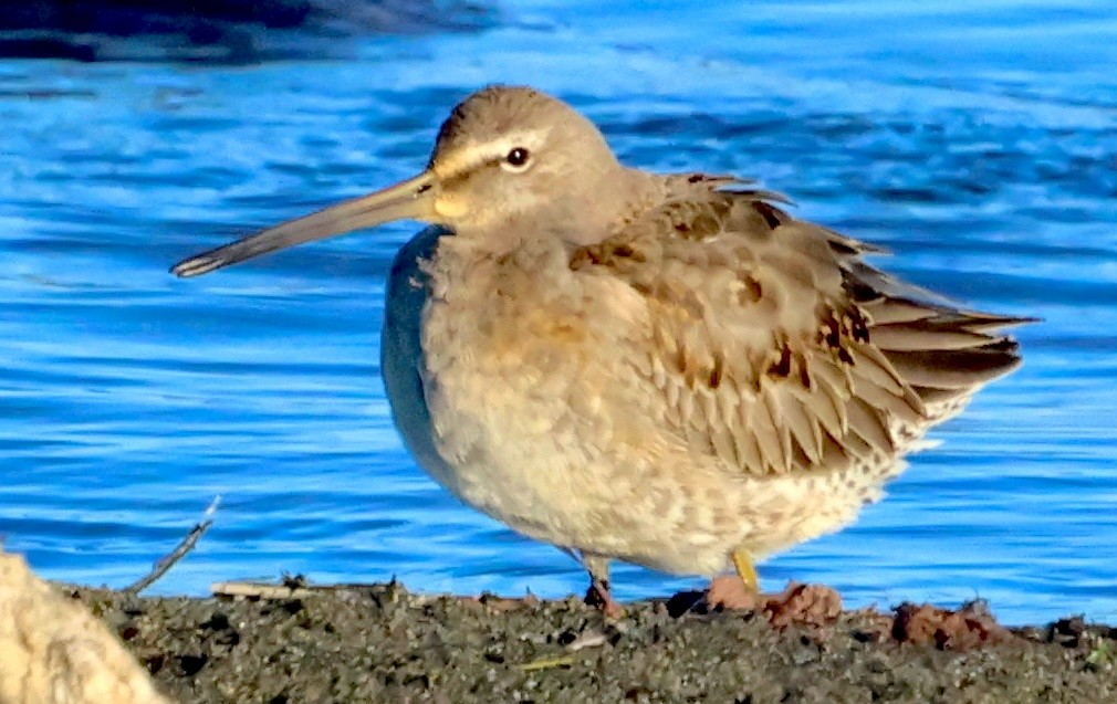 Bécassin à long bec - ML644729196