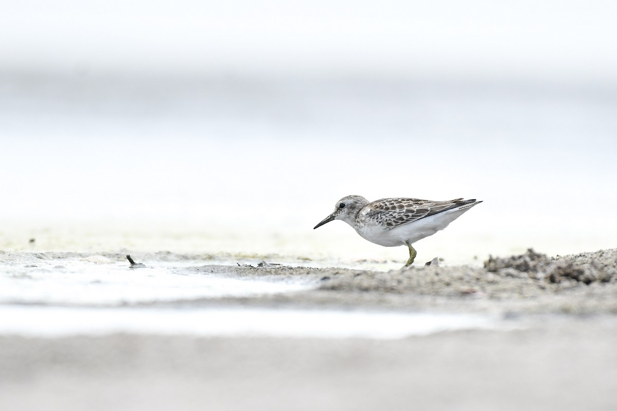 アメリカヒバリシギ - ML644729198