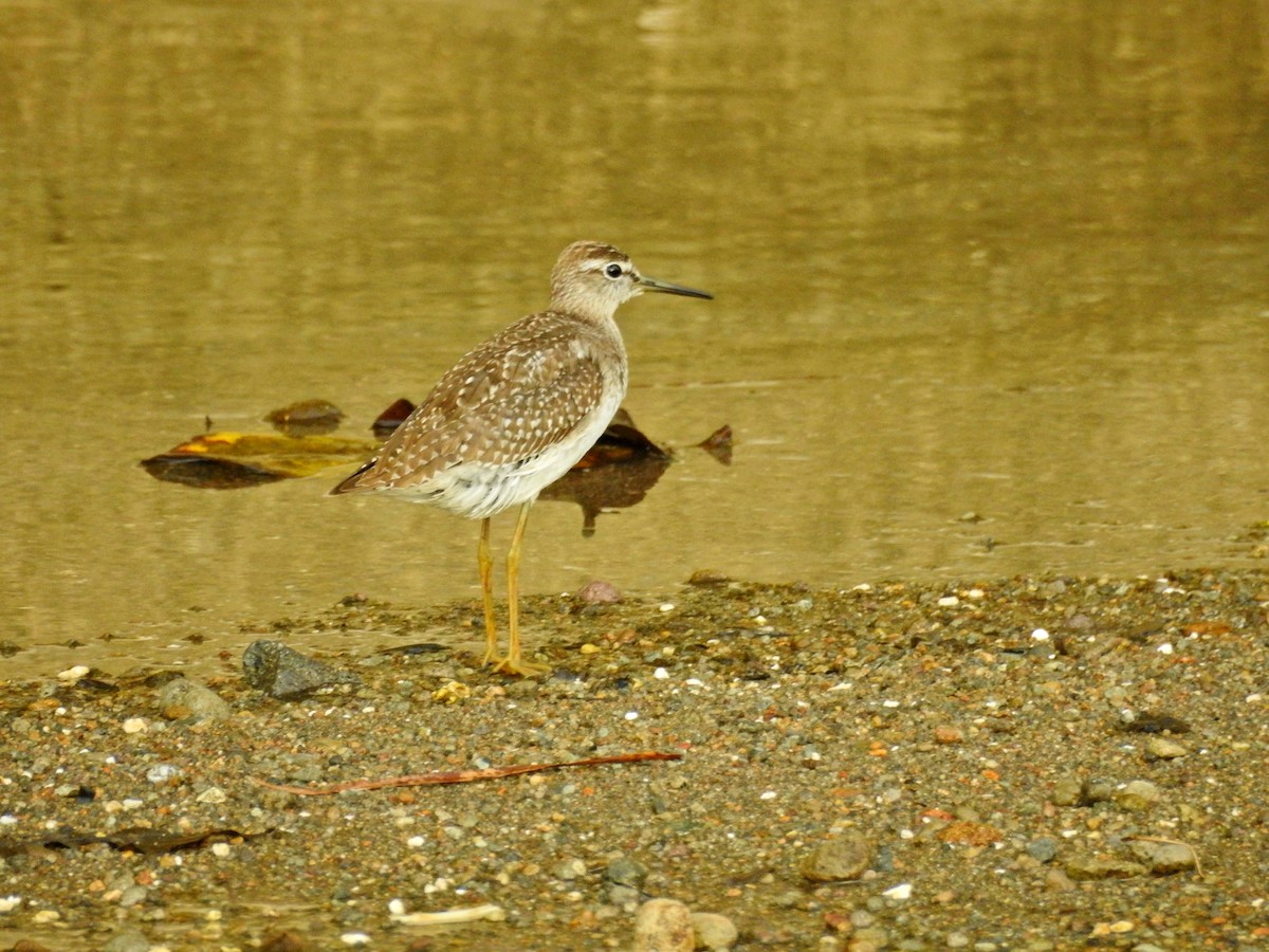 タカブシギ - ML644729201