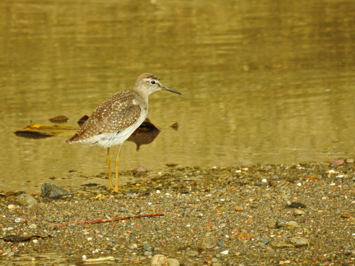 タカブシギ - ML644729203