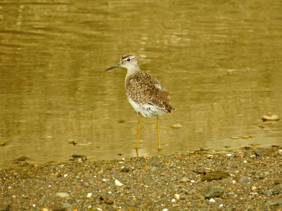 タカブシギ - ML644729204