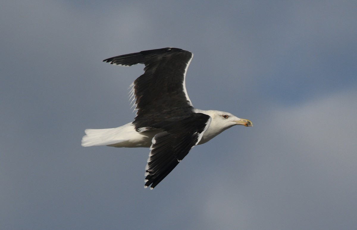 racek mořský - ML644729205