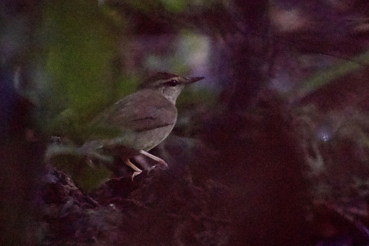 Swainsonwaldsänger - ML644729206