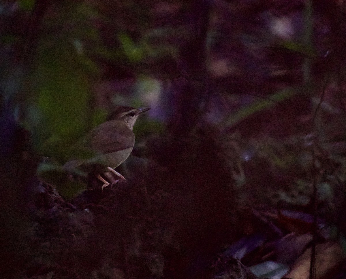 Swainsonwaldsänger - ML644729207