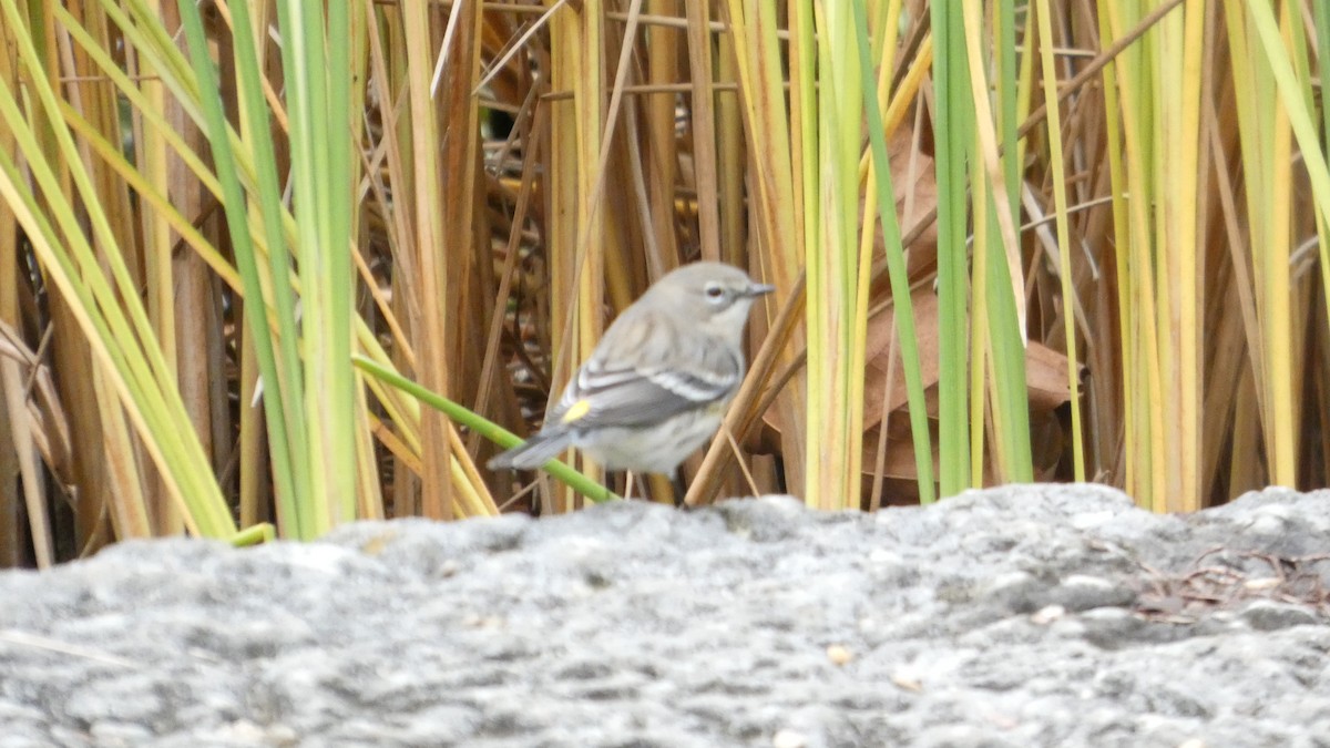 Paruline à croupion jaune - ML644729210