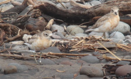 Red-breasted Dotterel - ML644729223