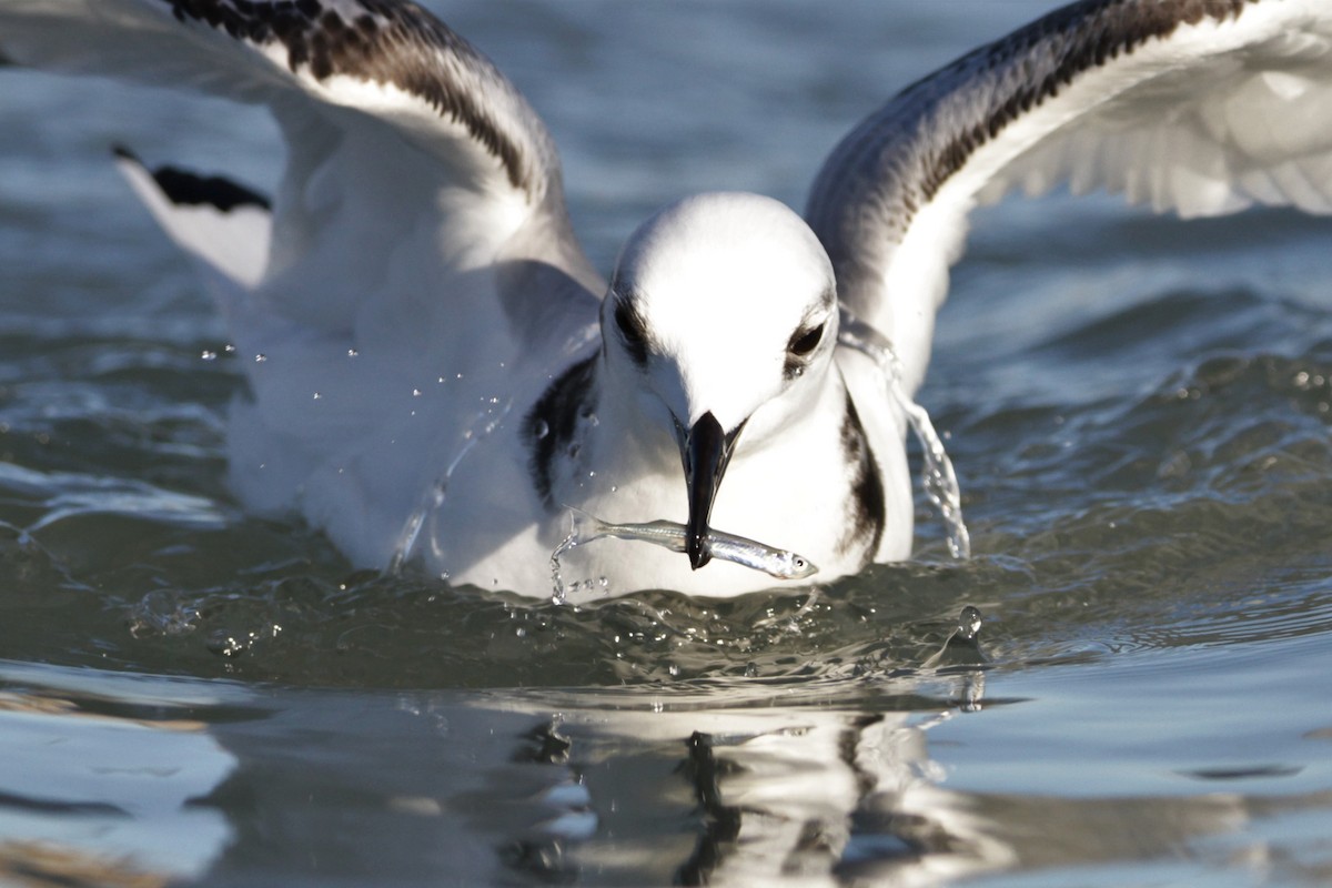 Гурван хуруут цахлай - ML644729227