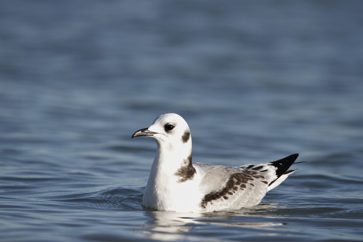 Гурван хуруут цахлай - ML644729228