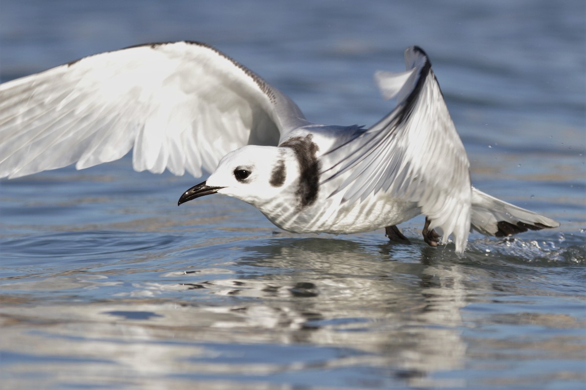 Гурван хуруут цахлай - ML644729229