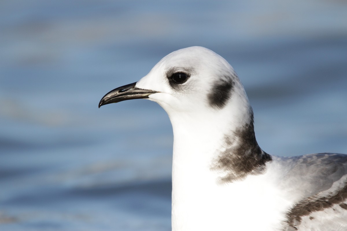 Гурван хуруут цахлай - ML644729232