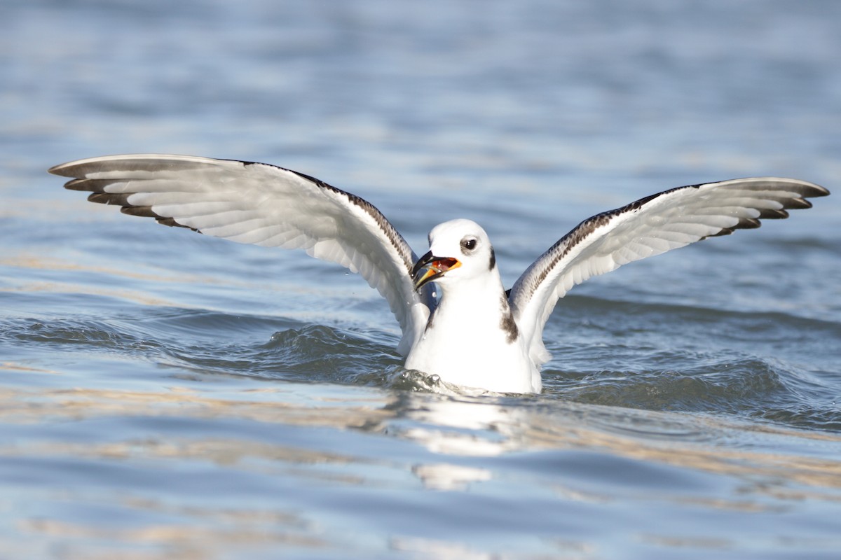 Гурван хуруут цахлай - ML644729233