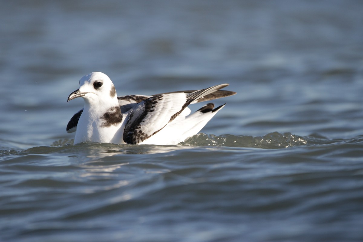 Гурван хуруут цахлай - ML644729234