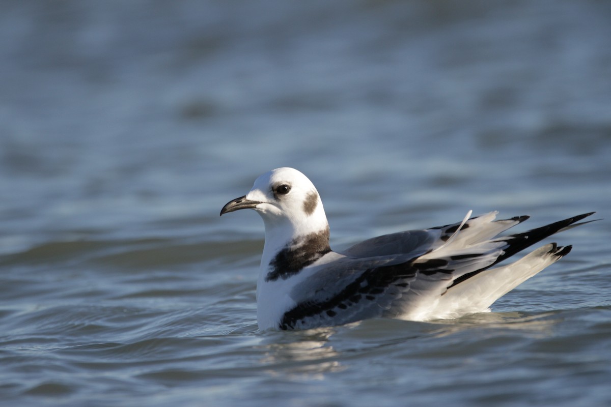 Гурван хуруут цахлай - ML644729235