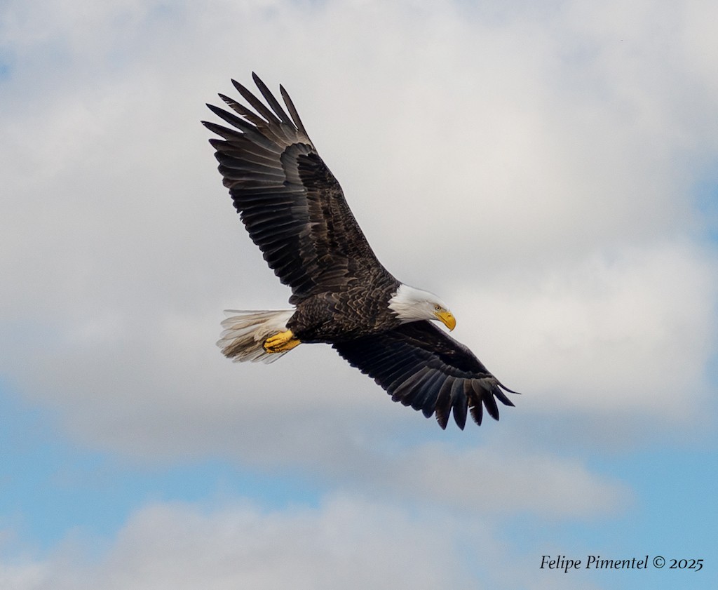 Bald Eagle - ML644729236