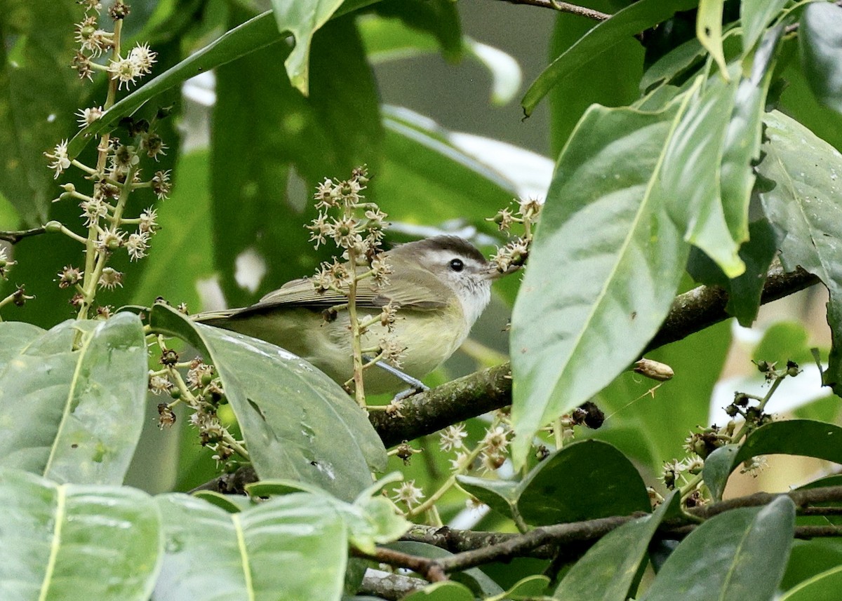 チャボウシウタイモズモドキ - ML644729260