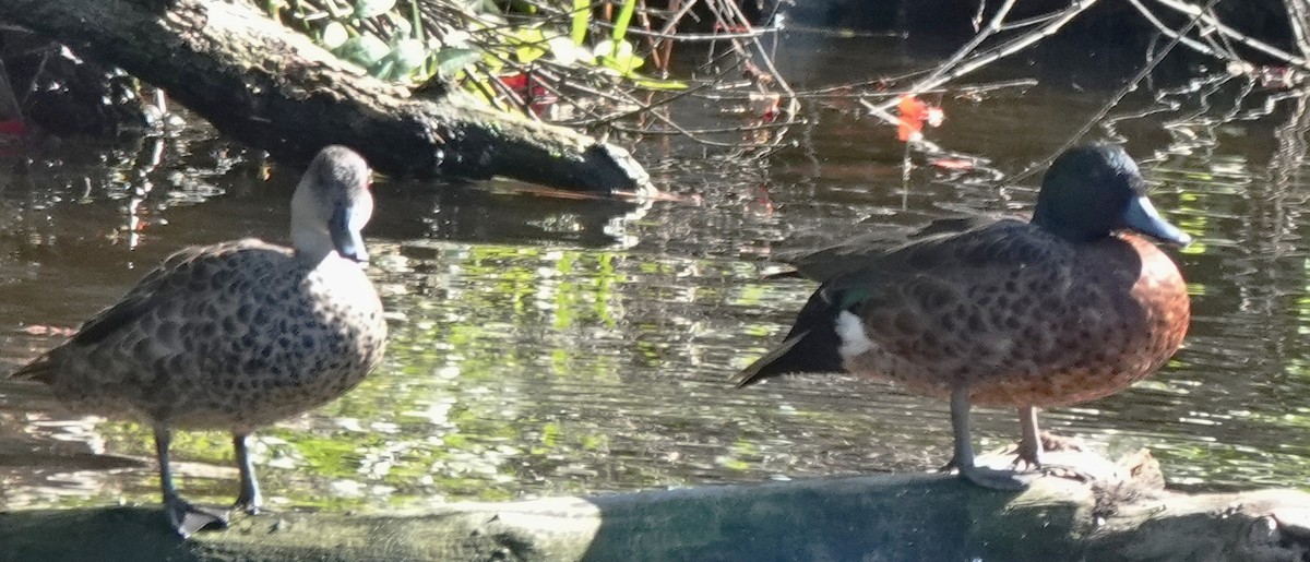 čírka kaštanová - ML644729271