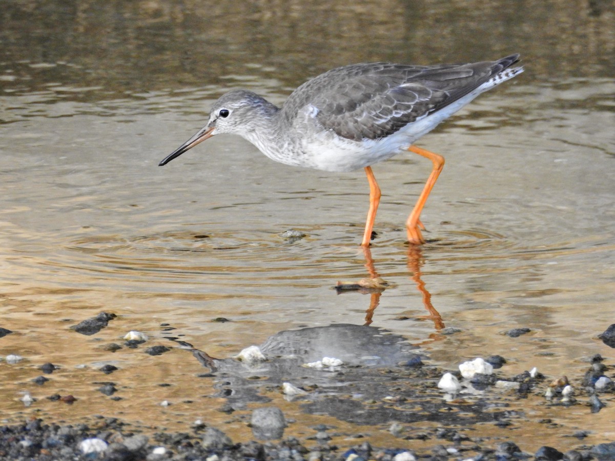 vodouš rudonohý - ML644729272