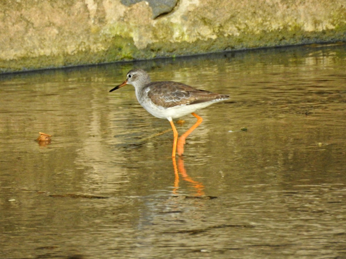 vodouš rudonohý - ML644729273