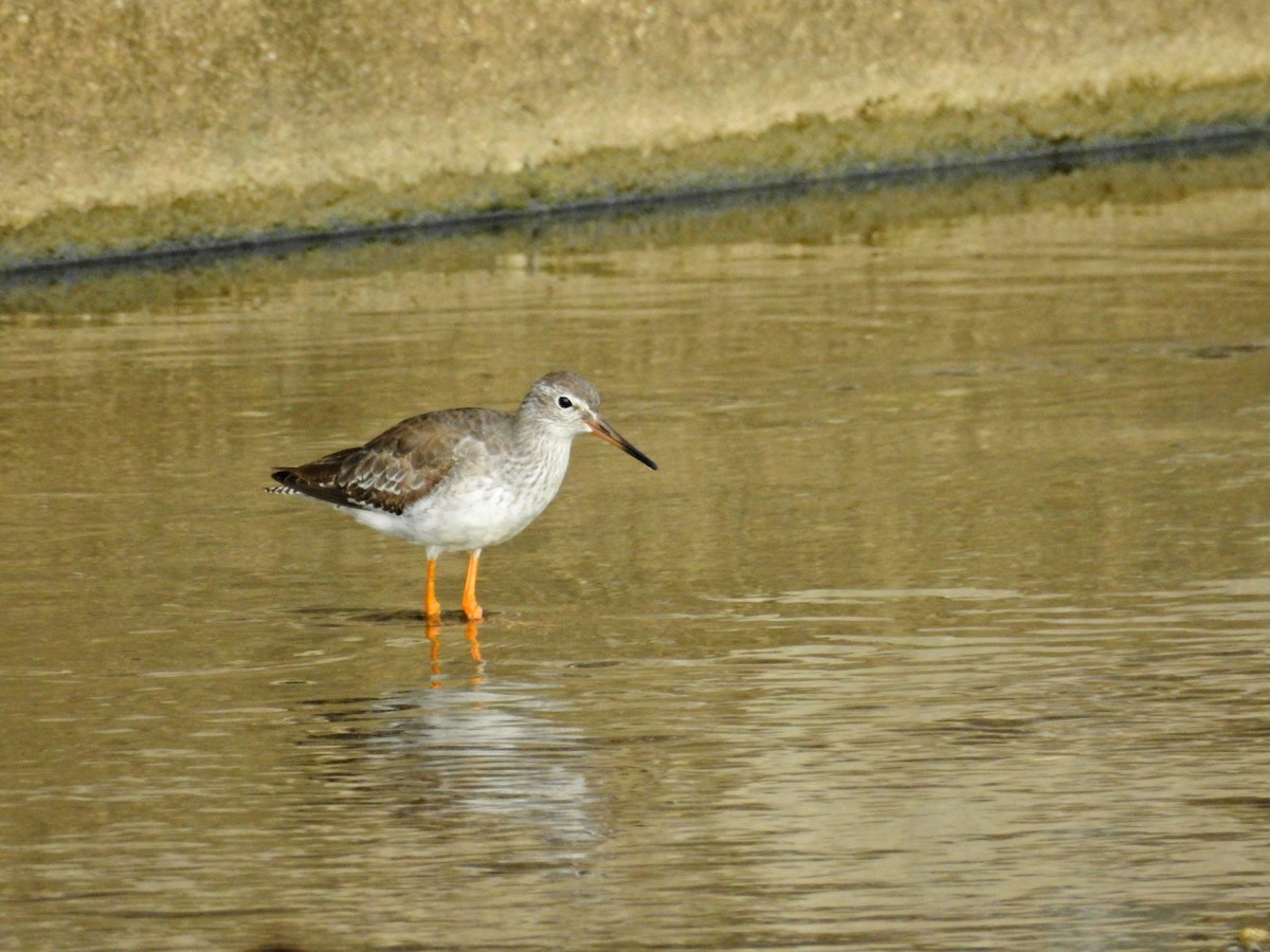 vodouš rudonohý - ML644729274