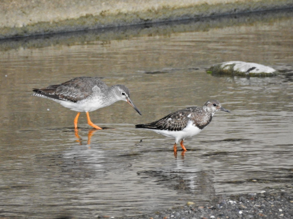 vodouš rudonohý - ML644729275