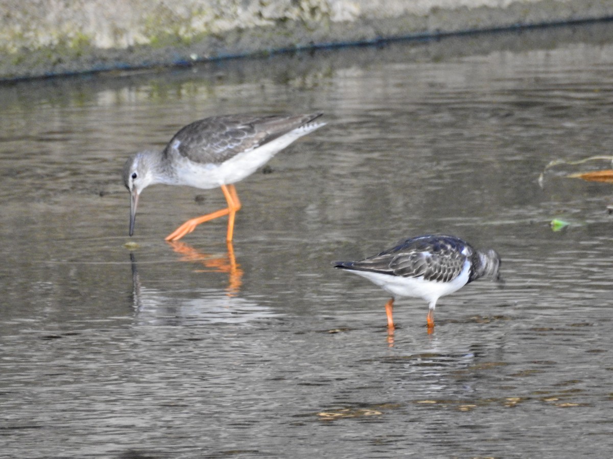 vodouš rudonohý - ML644729276