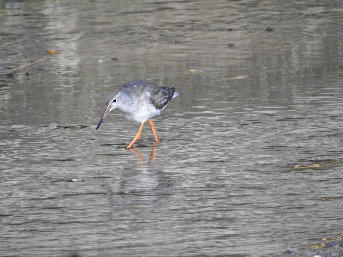 vodouš rudonohý - ML644729277