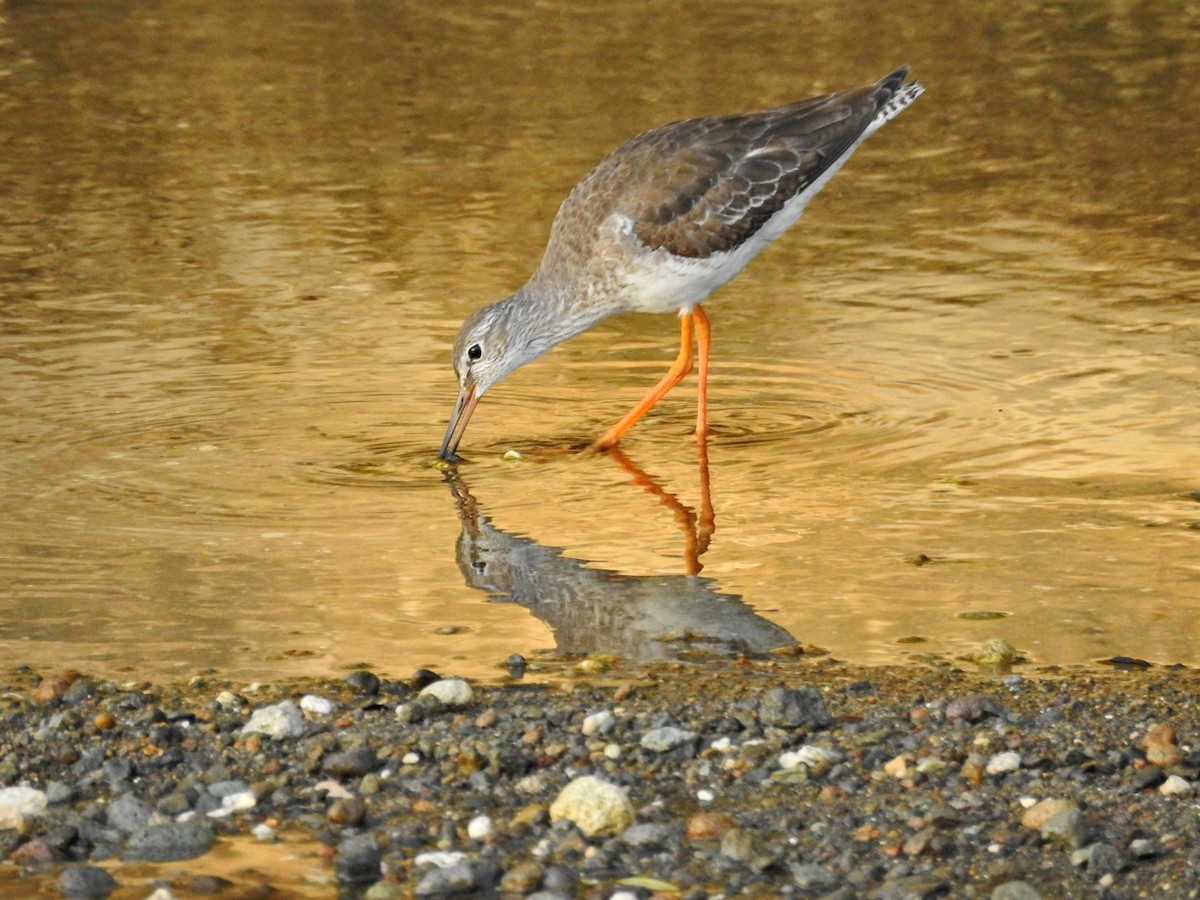 vodouš rudonohý - ML644729278