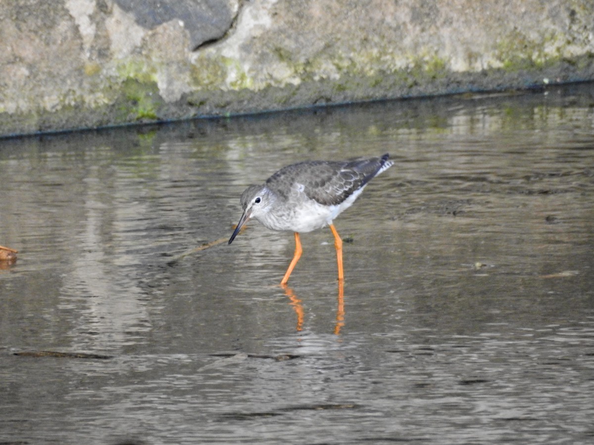 vodouš rudonohý - ML644729279