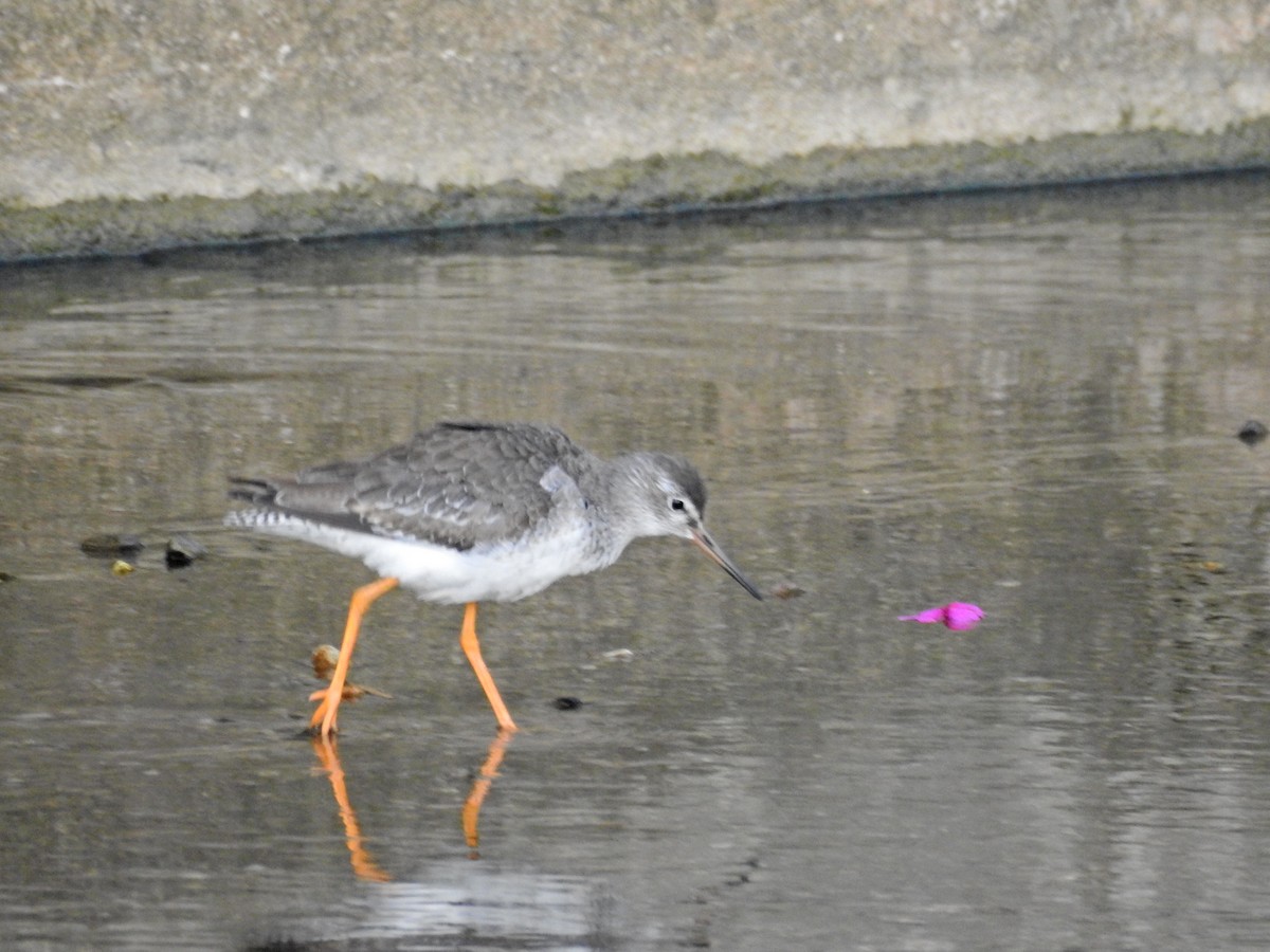 vodouš rudonohý - ML644729281