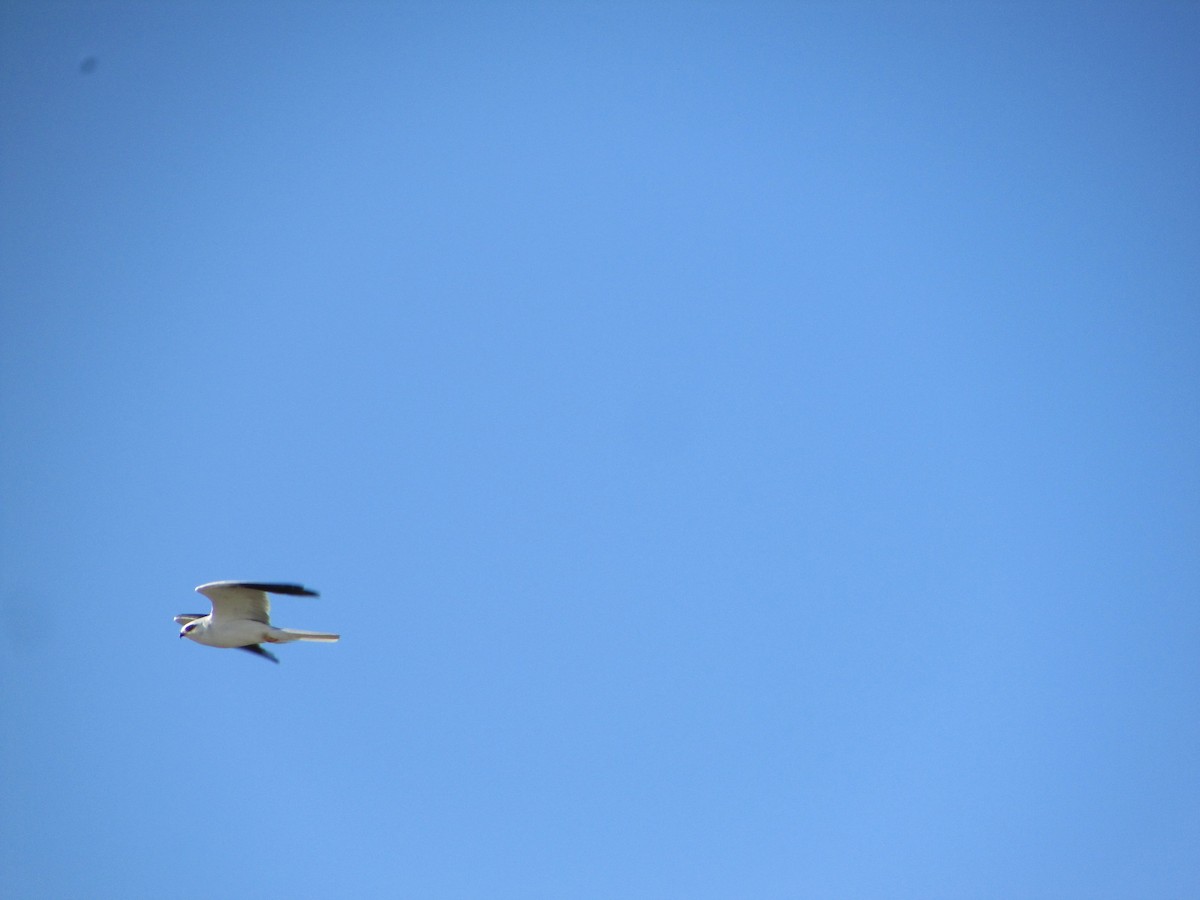 luněc americký - ML644729282