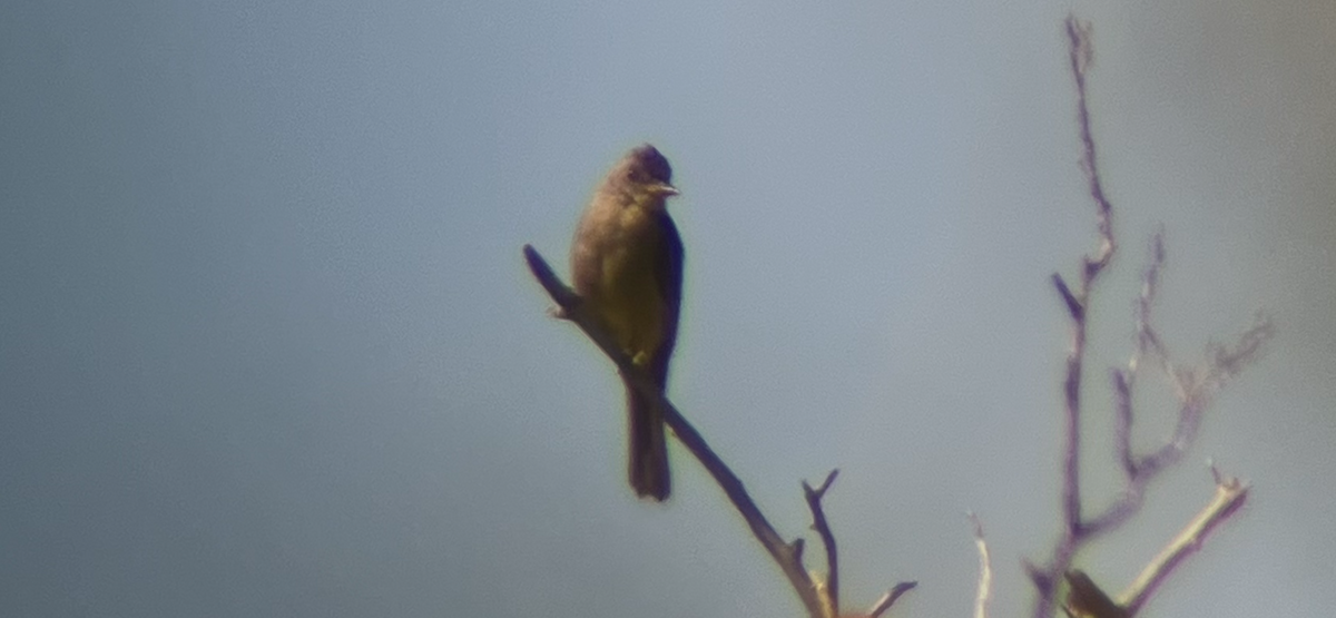 Greater Pewee - ML644729283