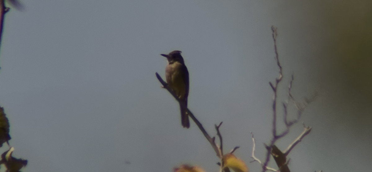 Greater Pewee - ML644729284