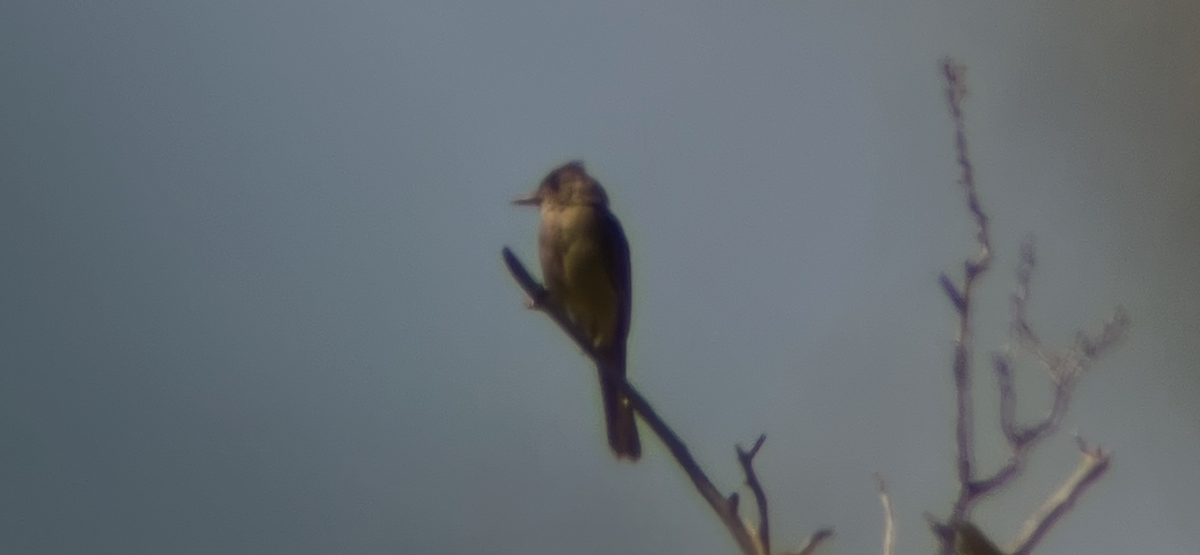 Greater Pewee - ML644729285