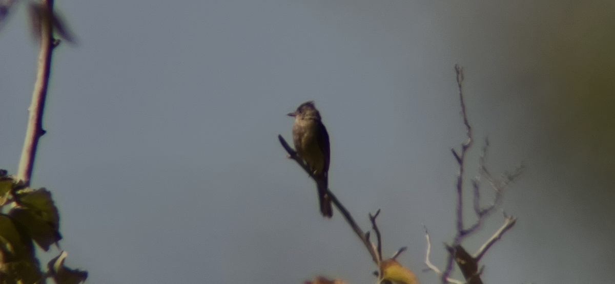 Greater Pewee - ML644729286